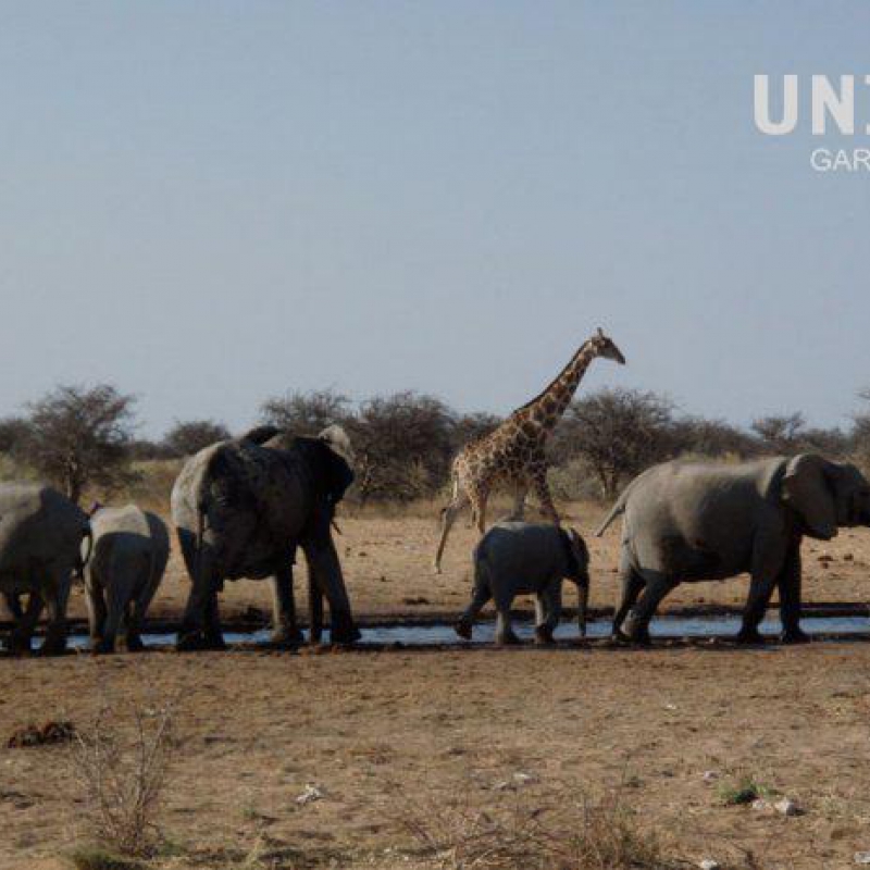 Cairo-Cape Town 2008